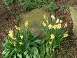 image of grave number 664455